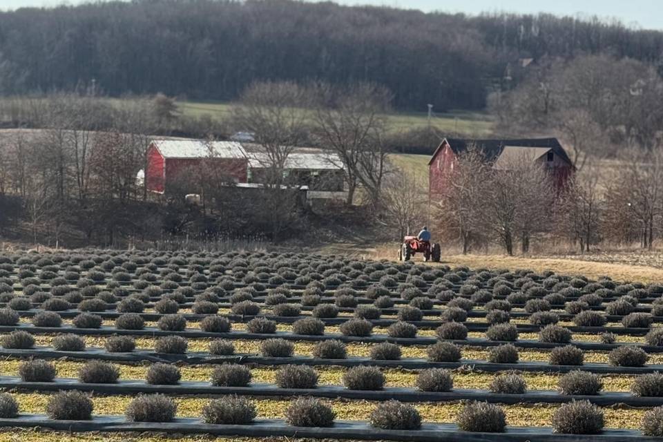 Blooming Springs Farm
