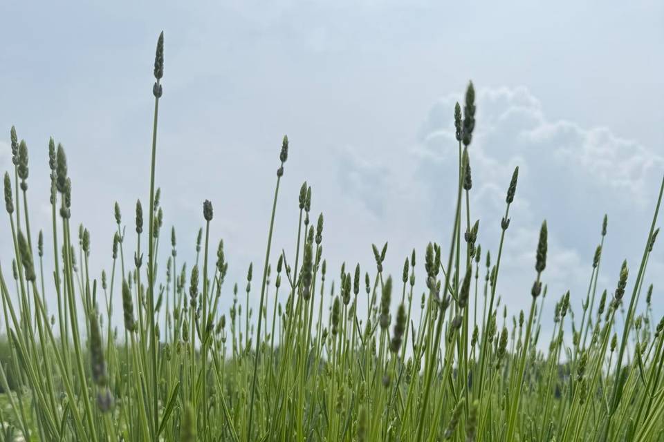Blooming Springs Farm