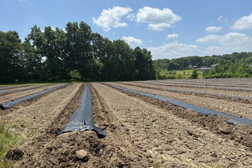 Blooming Springs Farm