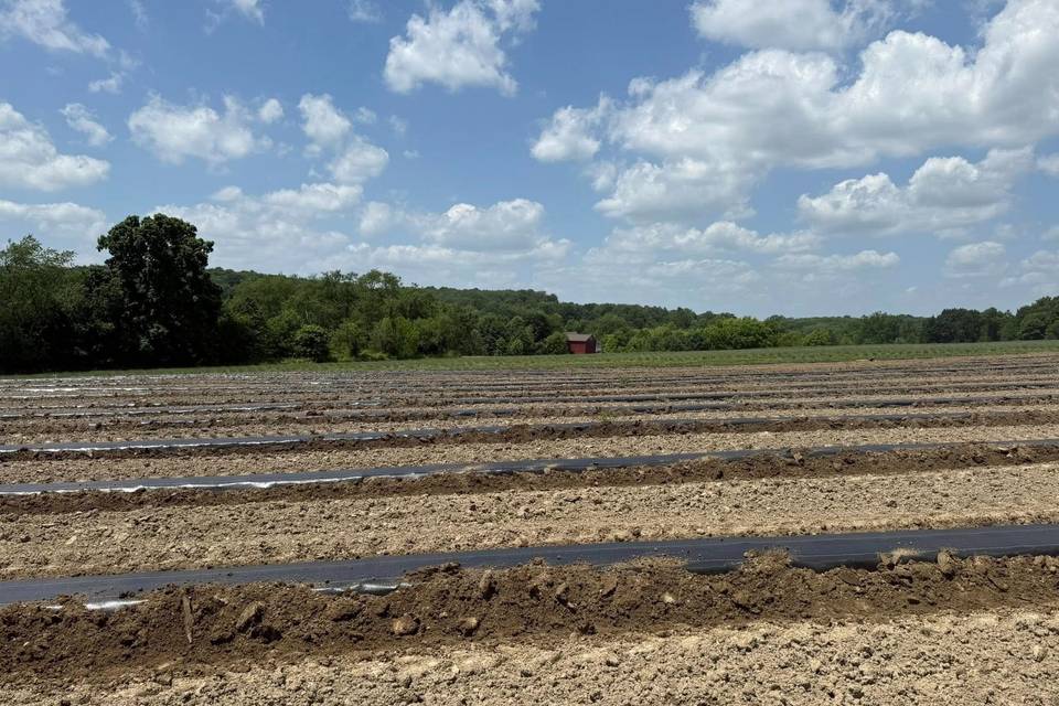 Blooming Springs Farm