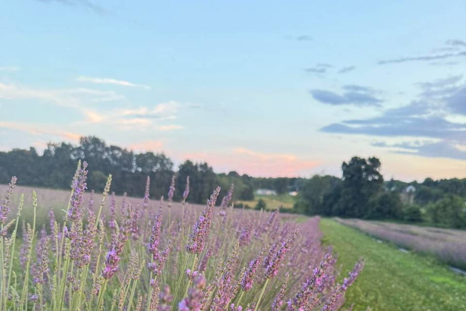 Blooming Springs Farm