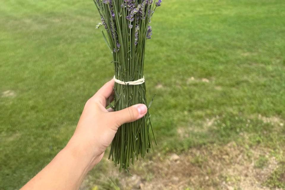 Blooming Springs Farm
