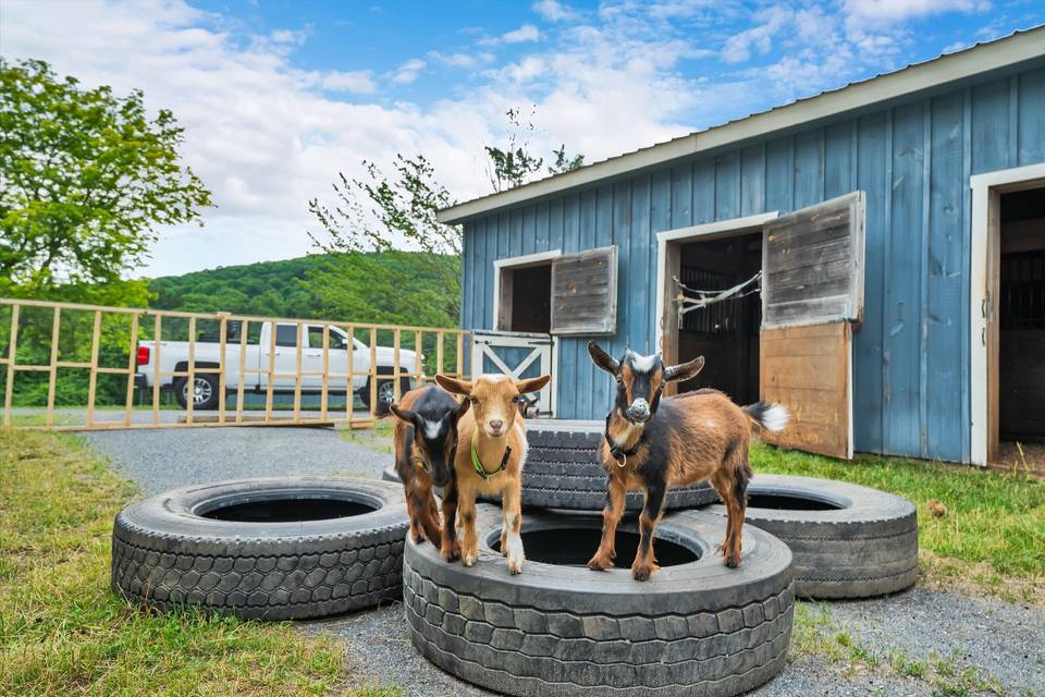 5-goats (6).jpg