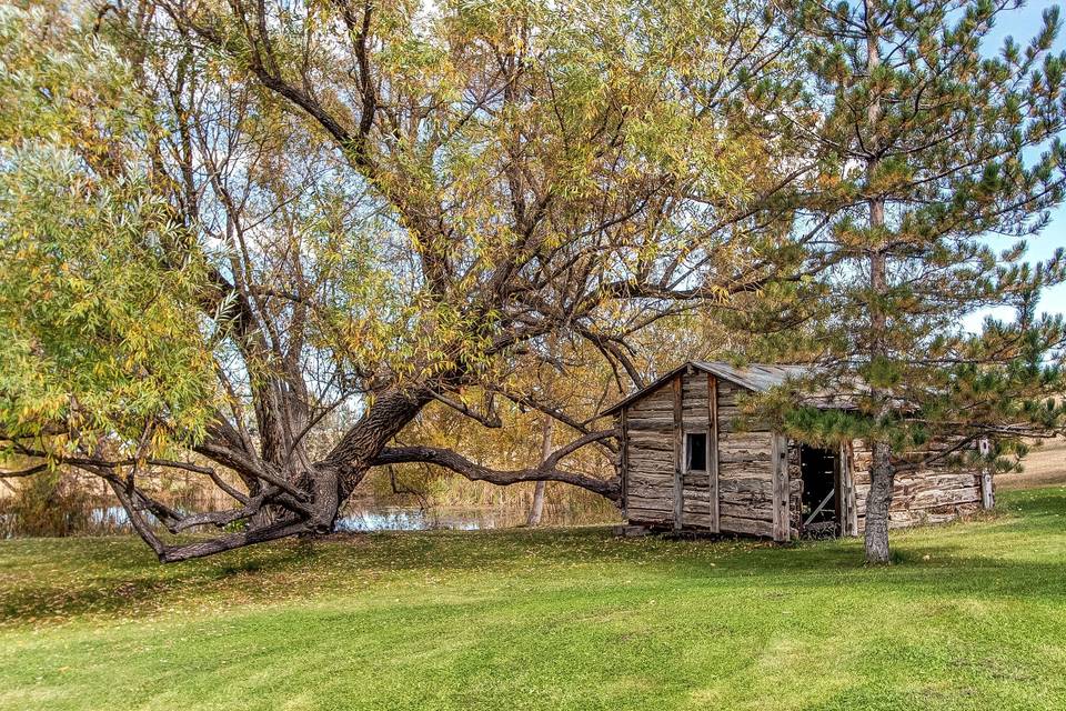 Willow tree