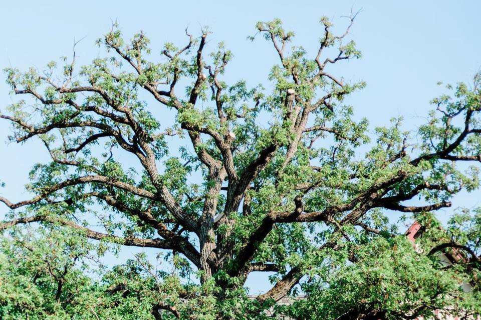 Oak Tree Ceremony