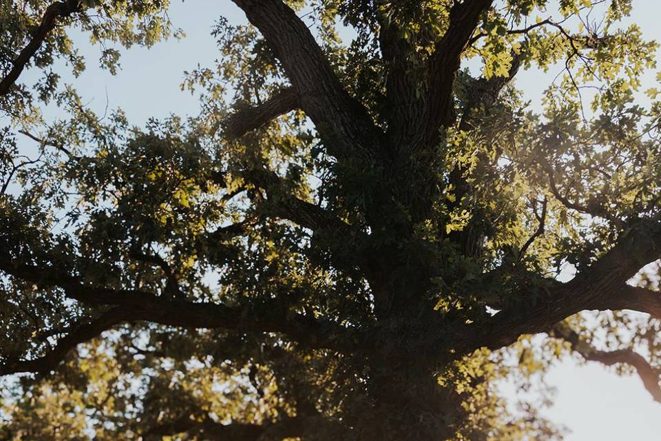 Majestic Oak Tree