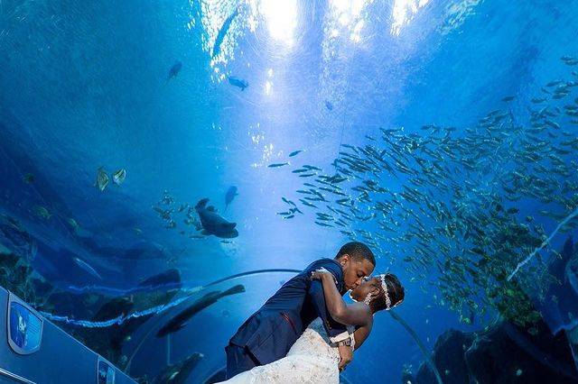 Georgia Aquarium Bride & Grrom