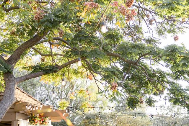 Under the tree