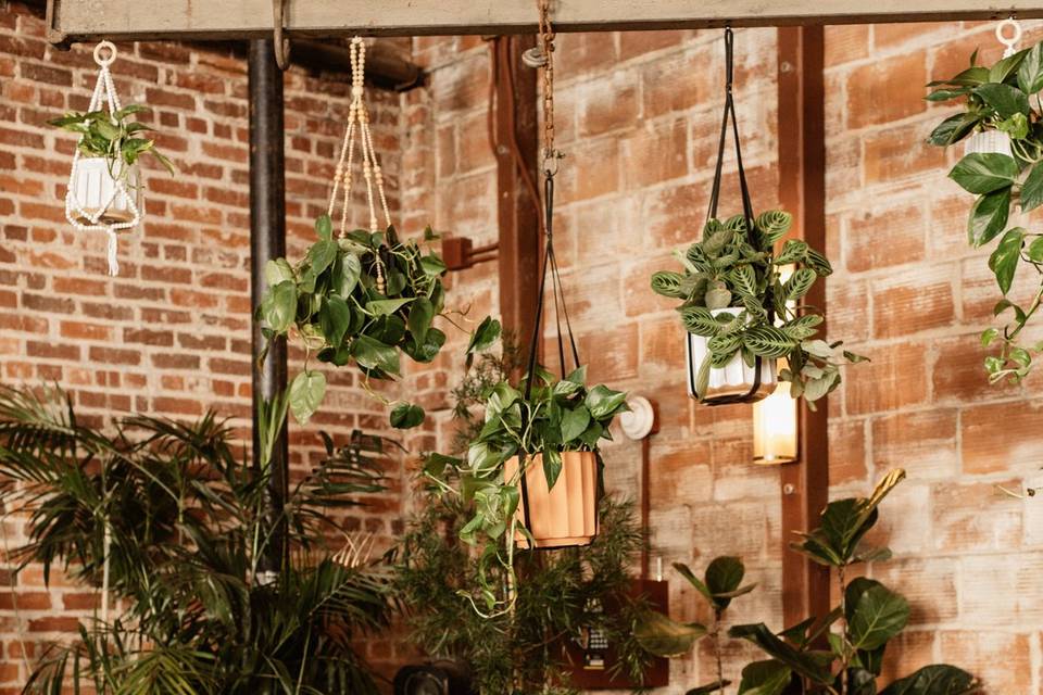 Plentiful indoor plants