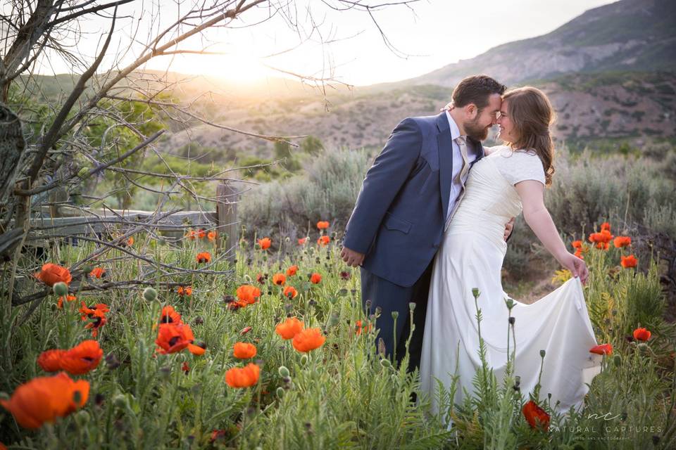 Poppies at Sunset