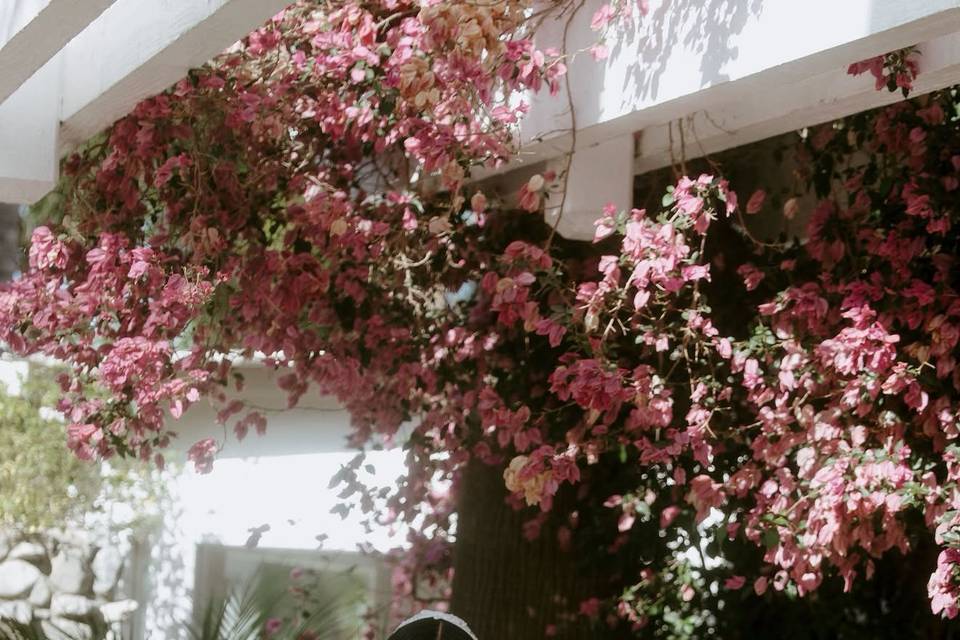 Bougainvillea Bride