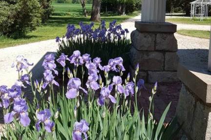 Flowers around the Estate