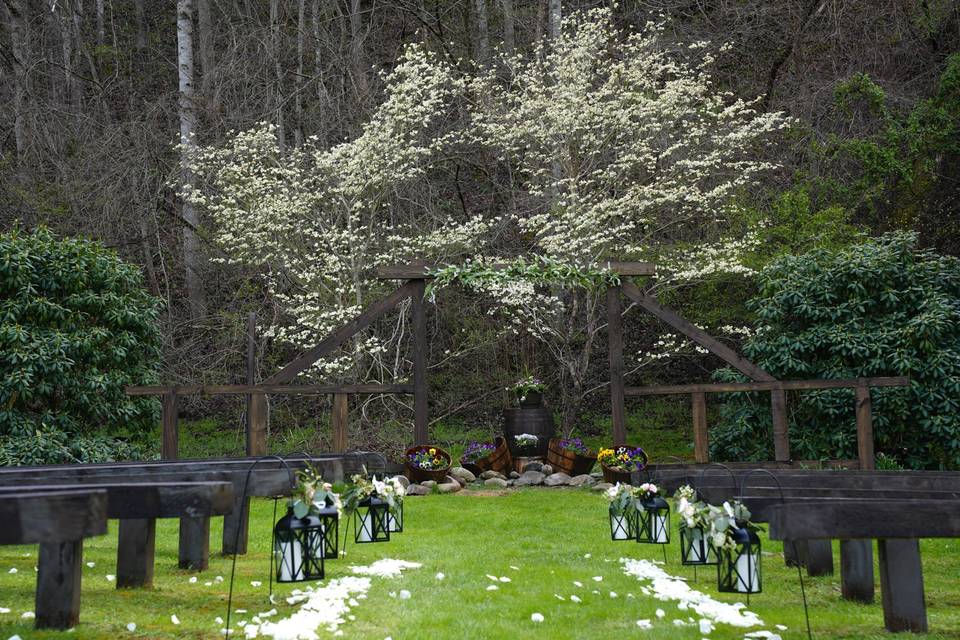 Mid April dogwood bloom