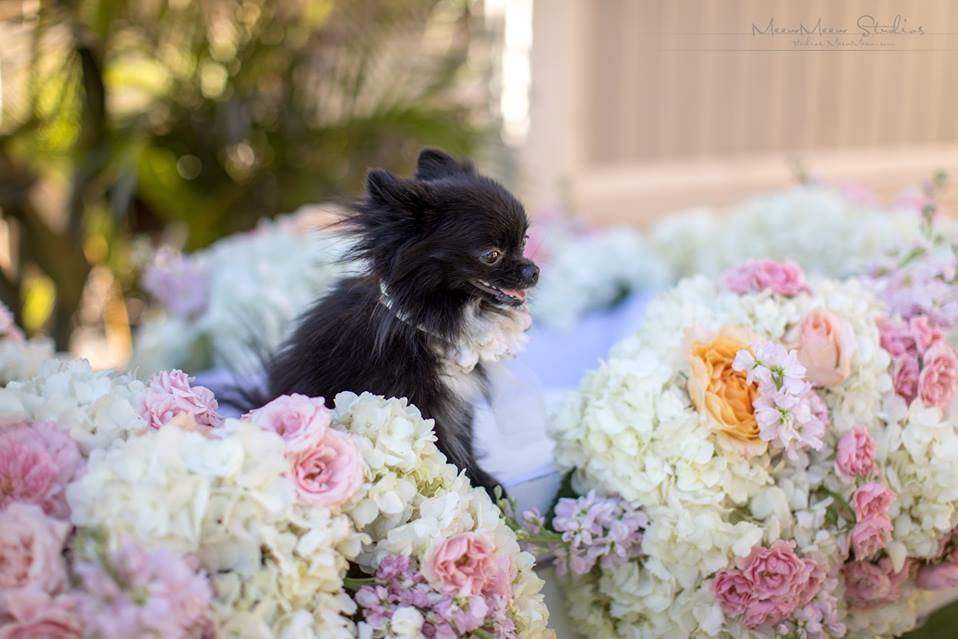 Adorable ring bearer pup!