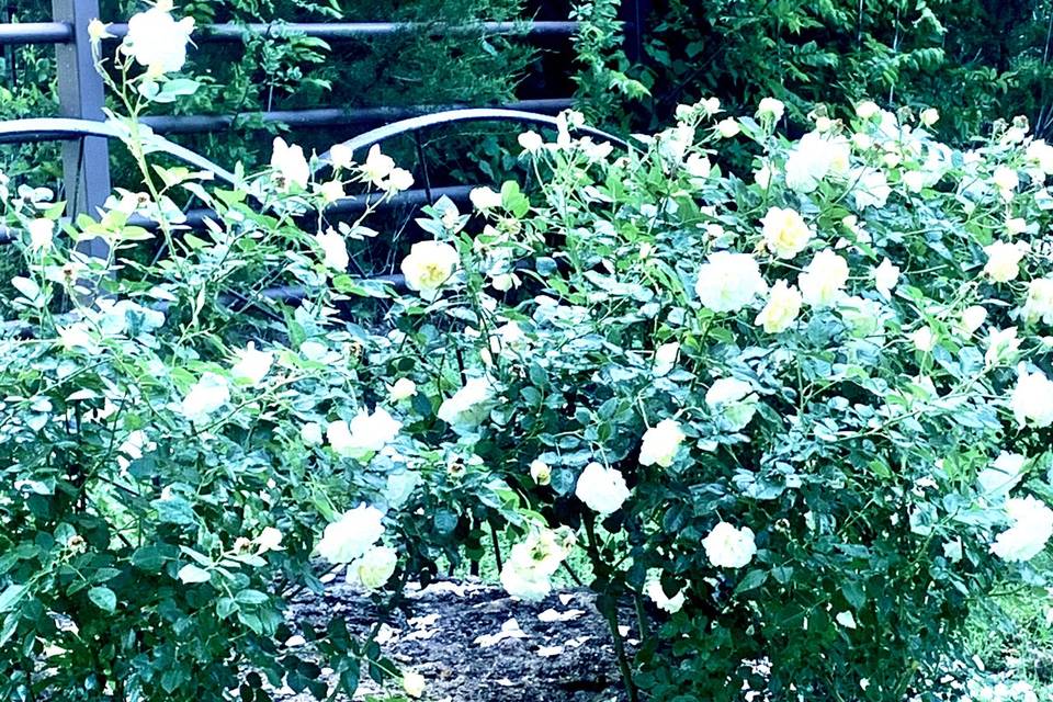 White roses