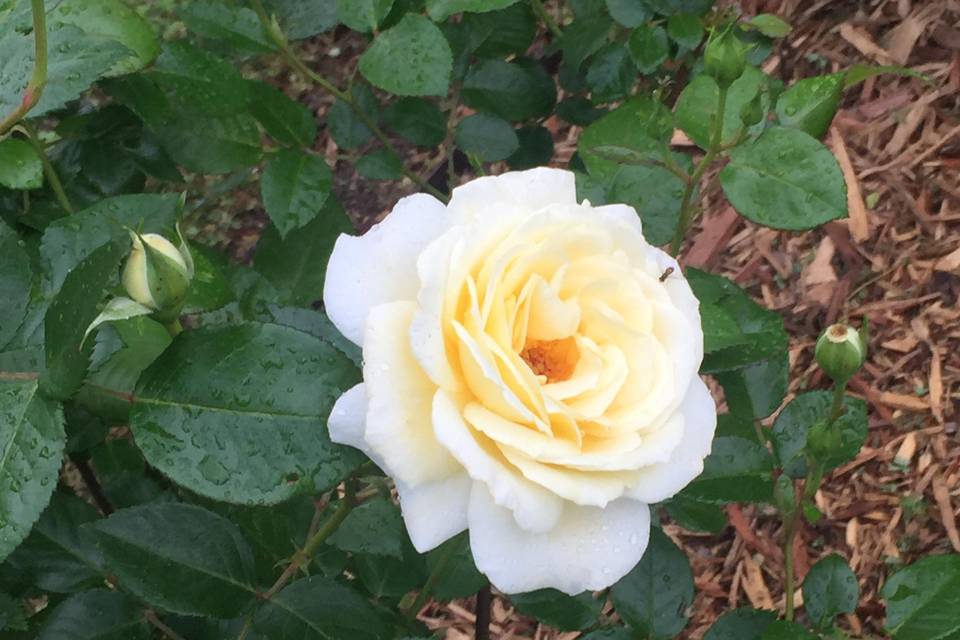 First Bloom