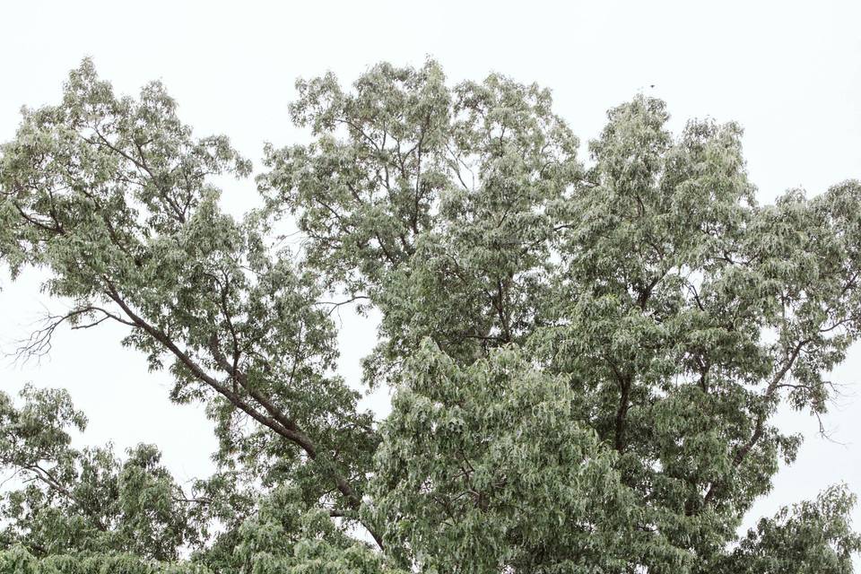 Oak tree ceremony