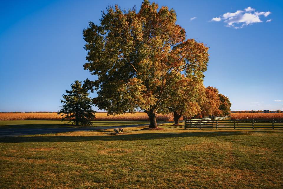 South Lawn