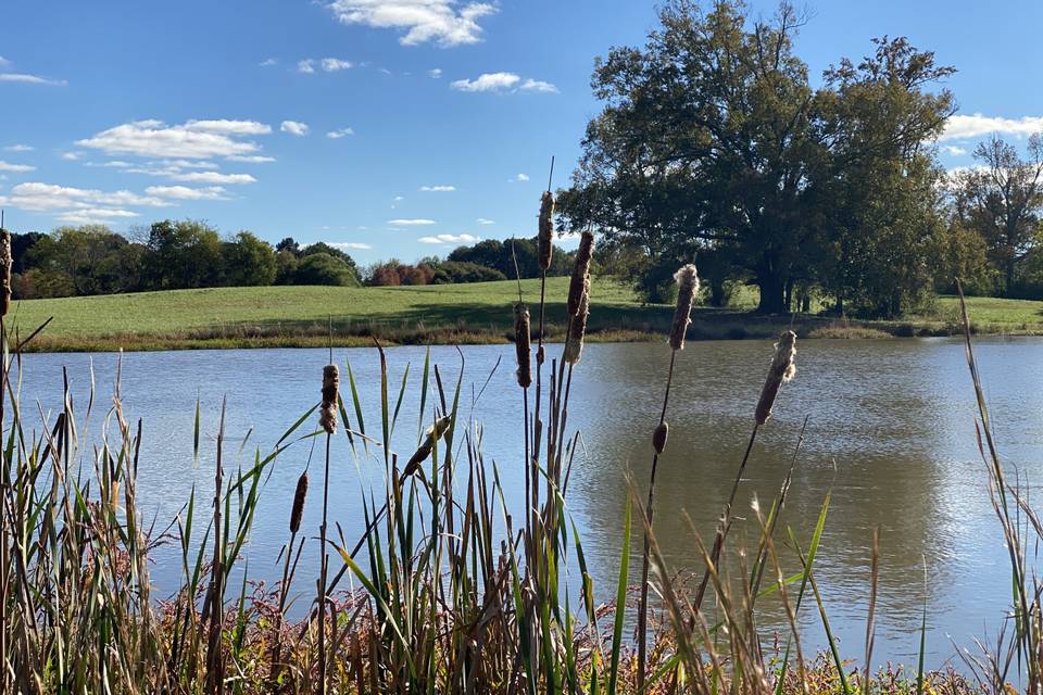 Cattails by the pond