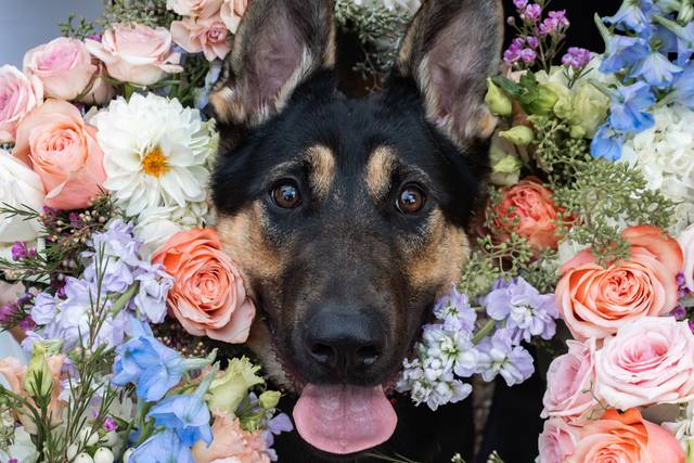 Dogs matter too