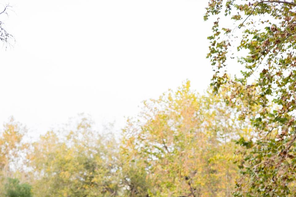 Bellagala | Austin