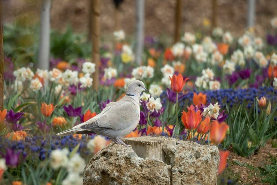 Gorgeous season gardens