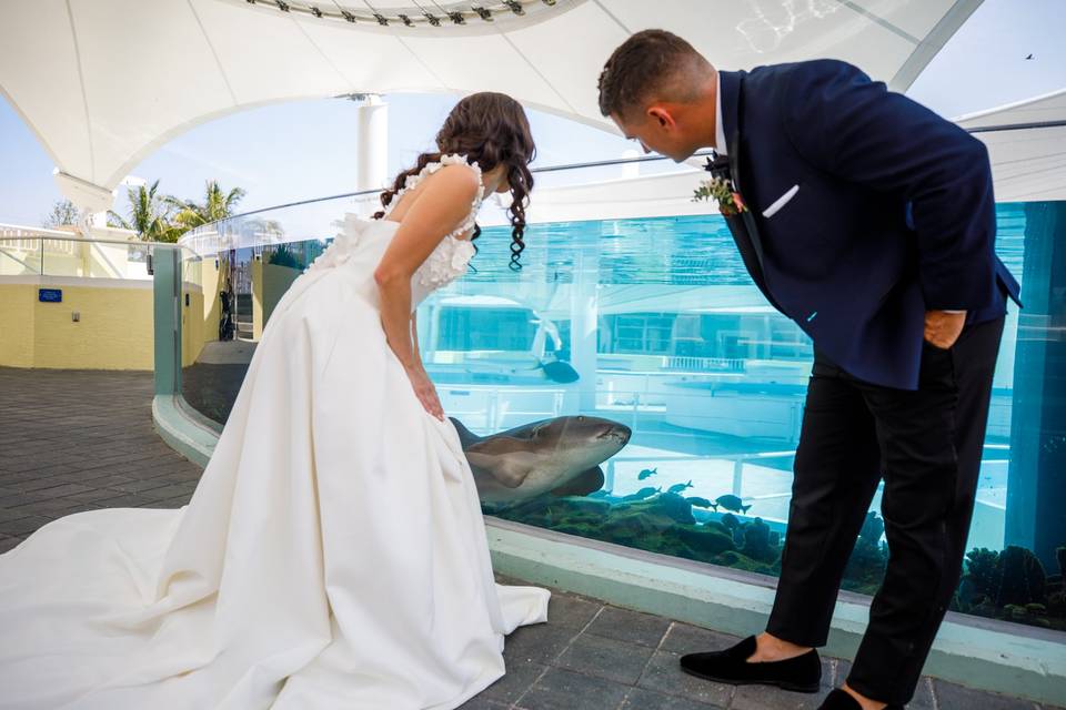 Nurse Shark with couple