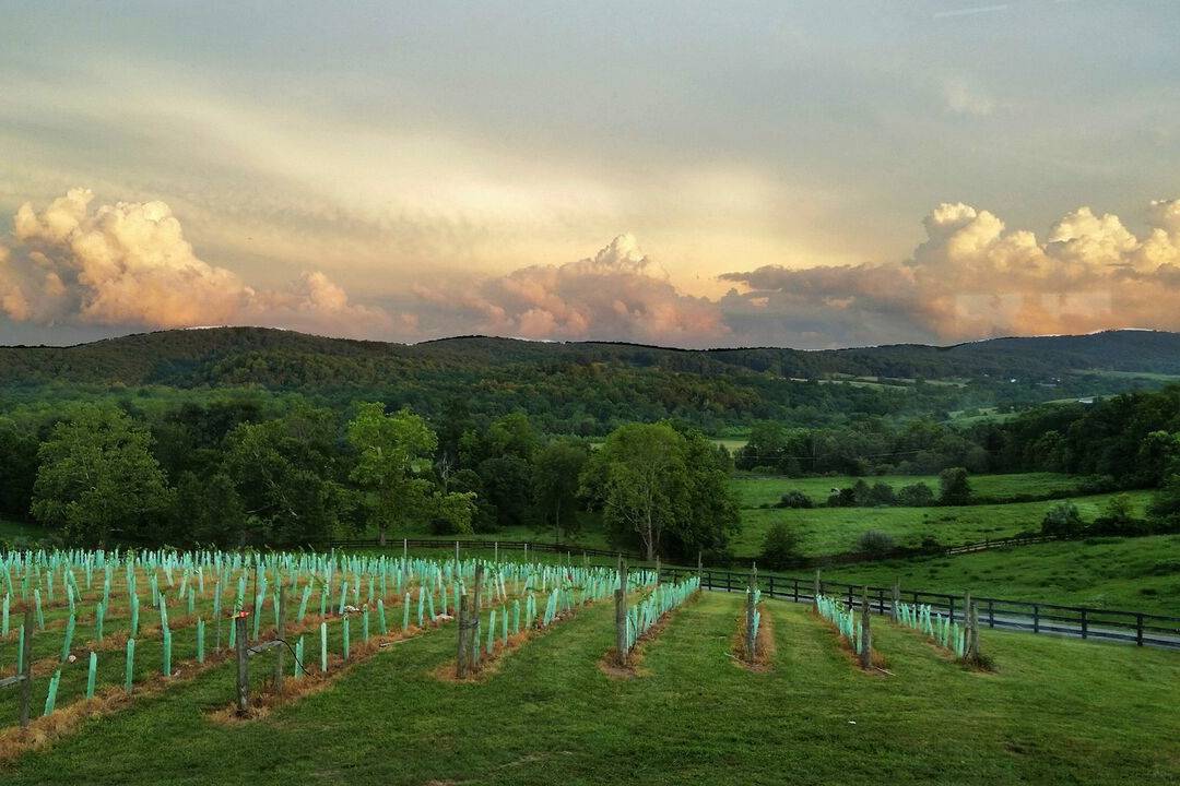 50 West Vineyard Winery Weddings Middleburg, VA WeddingWire