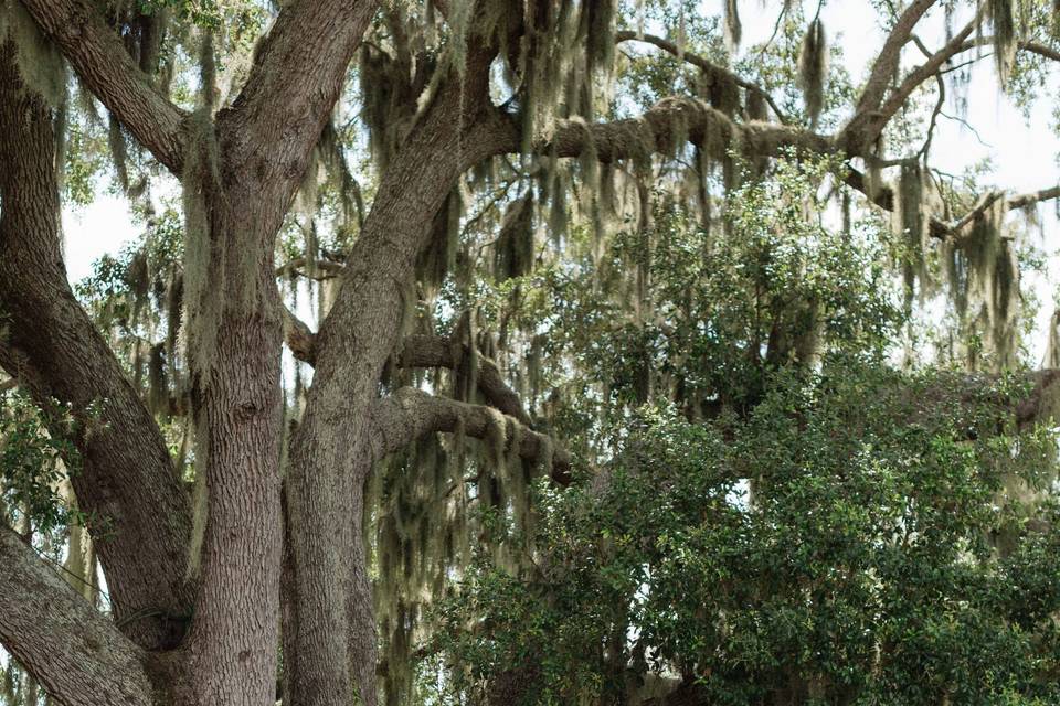 Wedding Photos