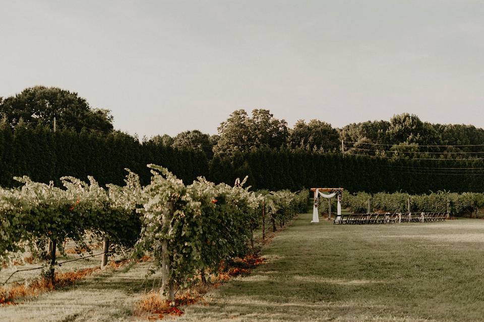 Vineyard Wedding 1
