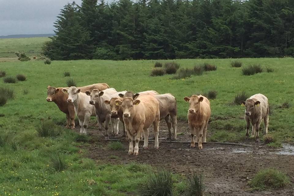 Cows in Ireland