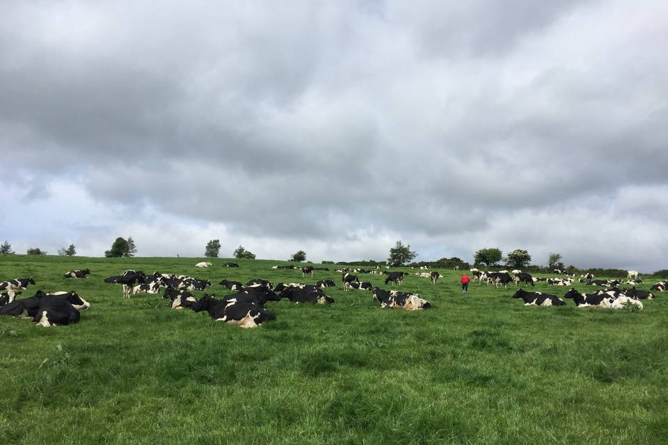 Feeding cows in Ireland