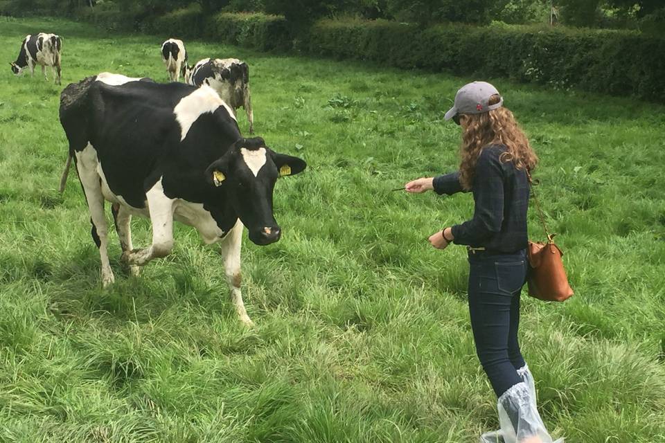 Feeding cows in Ireland