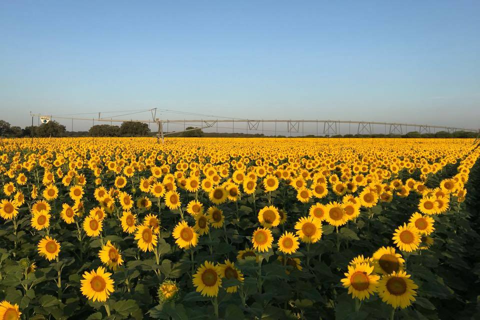 Sunflowers