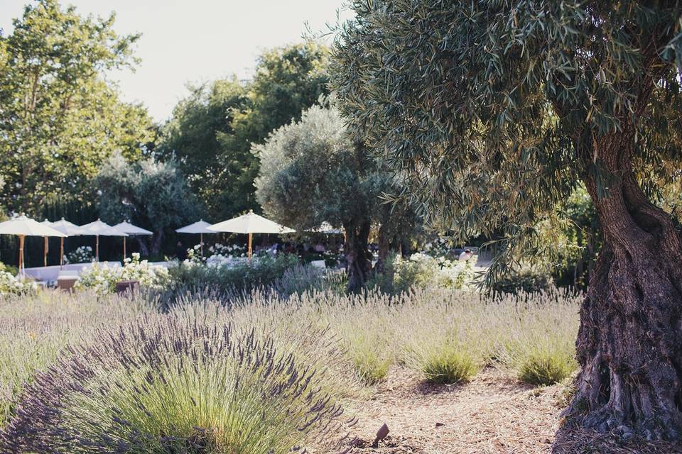 Olive and lavender groves