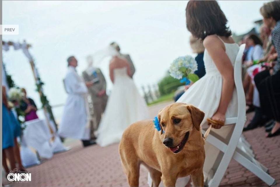 Dog Friendly