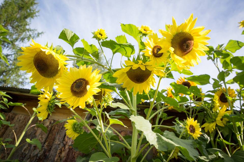 Sunflower Garden