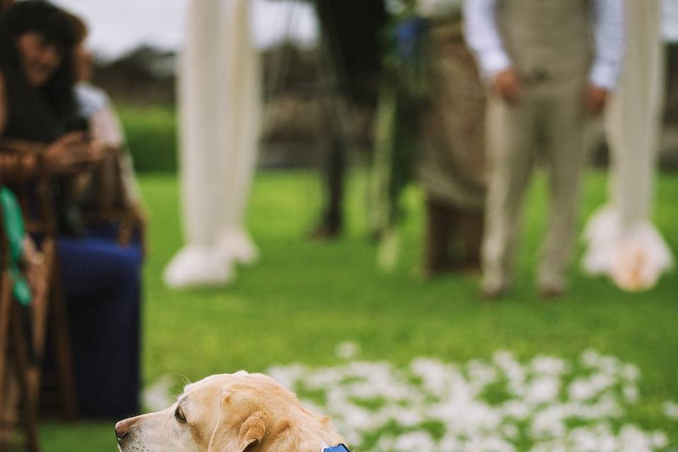 Doggy ring bearer