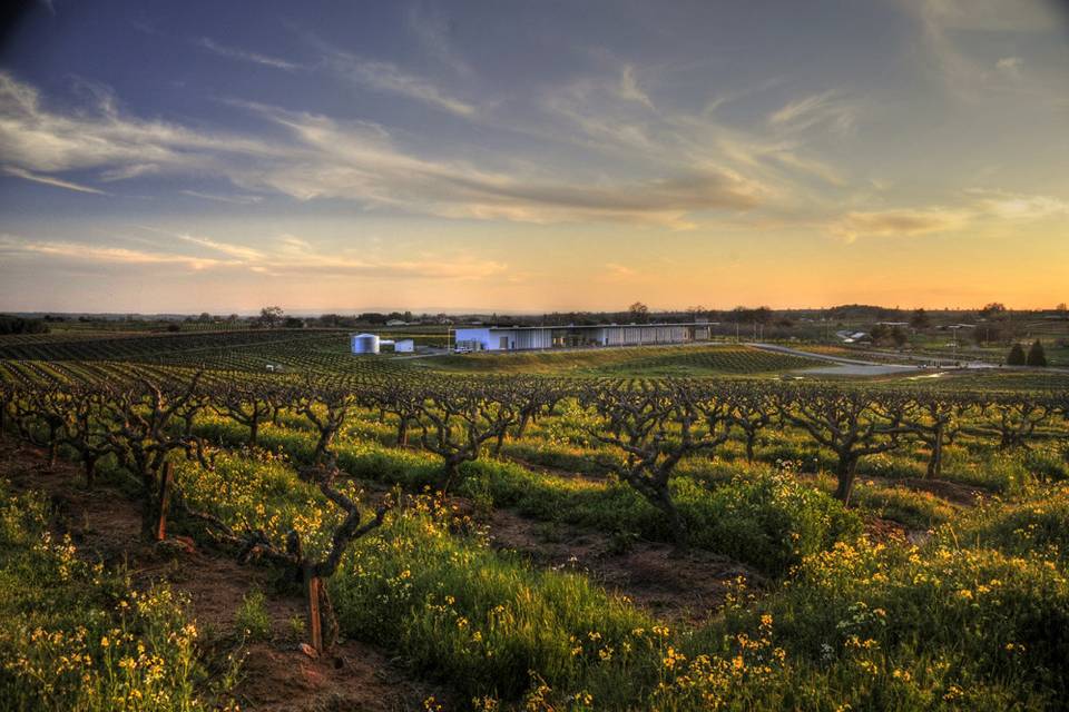 Vineyard Views