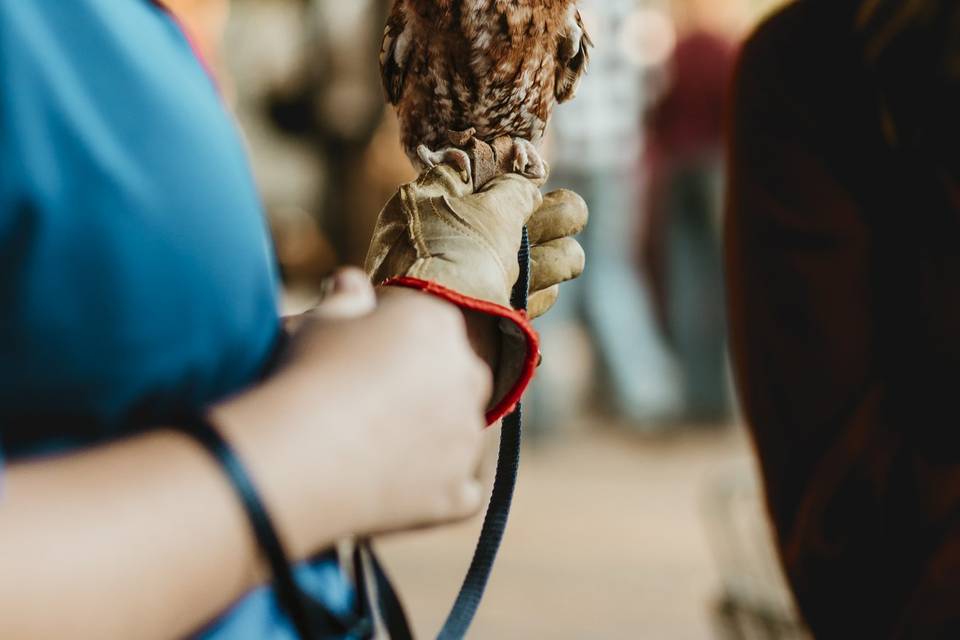 Animals