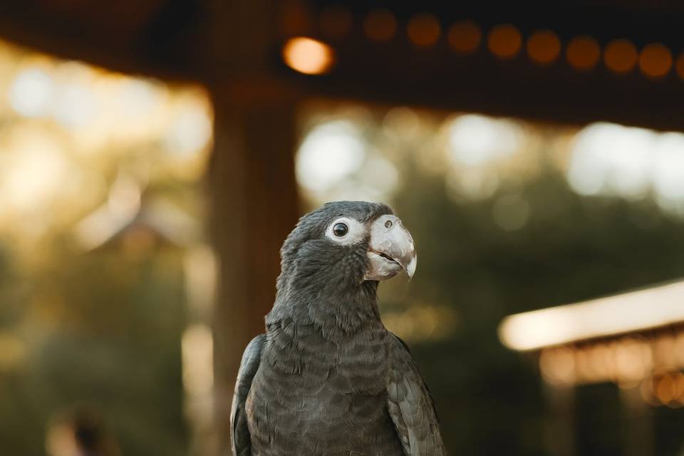 Animals