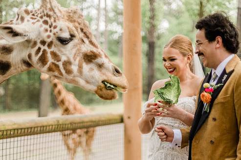 Colorful Zoo Wedding