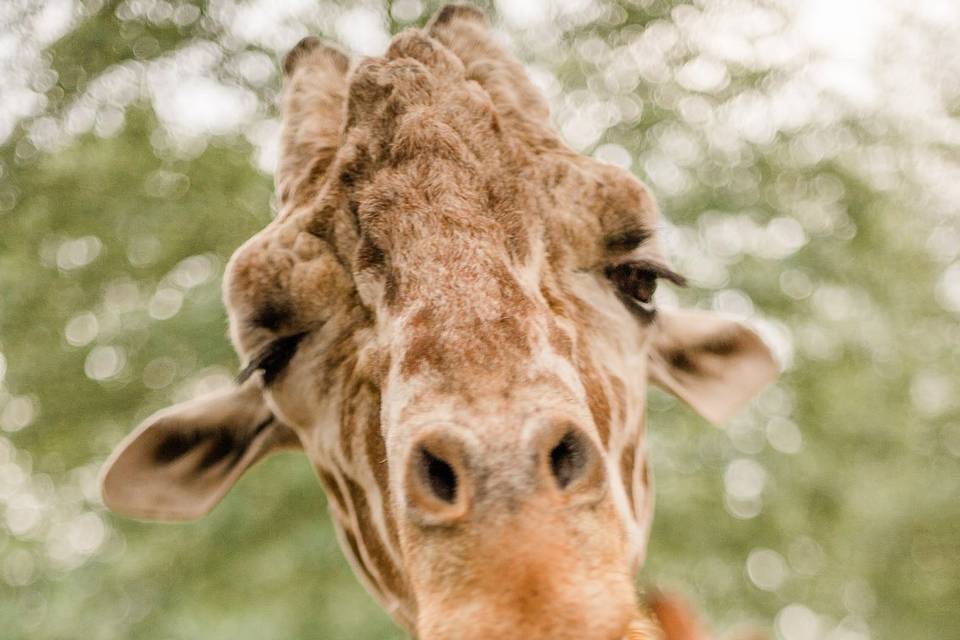Animals