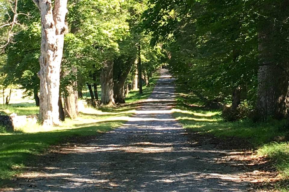 Forest path