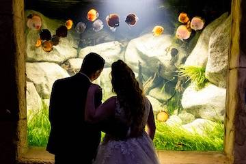 Aquatic Displays