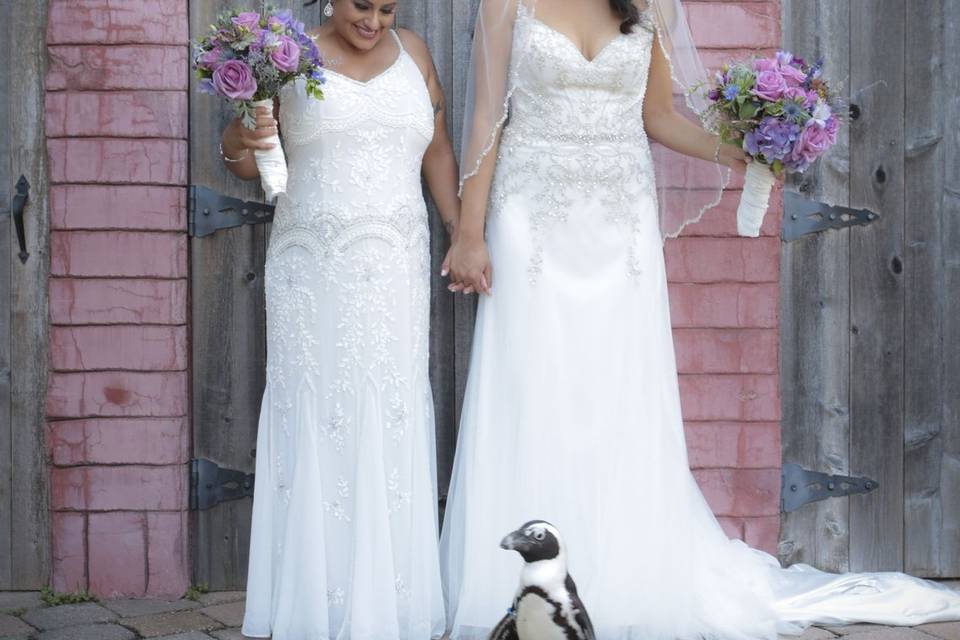 2 Brides and a Penguin