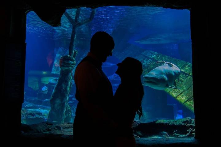 Shark Habitat