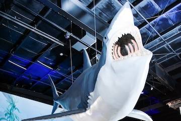 Shark Room