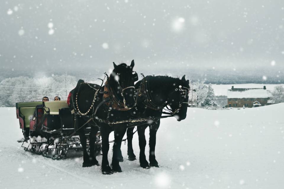 Horse Drawn Sleigh Rides