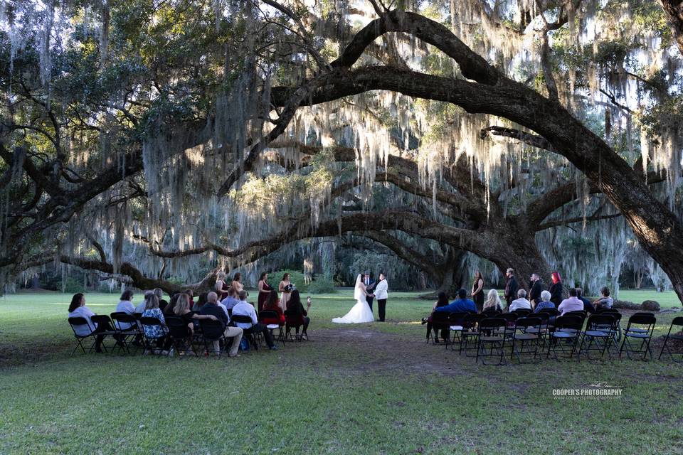 Ceremony under beautiful tress